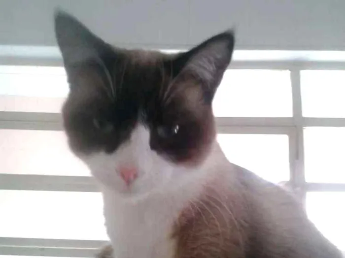 Gato raça Srd idade 1 ano nome Bolacha