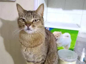 Gato raça Srd idade 2 anos nome Ruivo