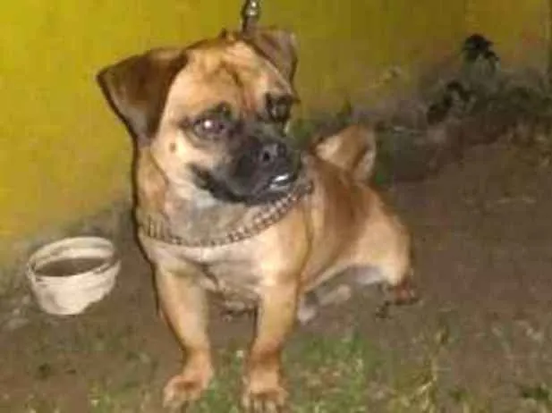 Cachorro ra a Pug com dog francês idade 1 ano nome Zuma