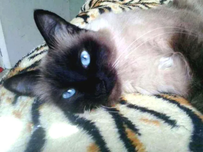 Gato ra a Srd idade 3 anos nome Gatinha
