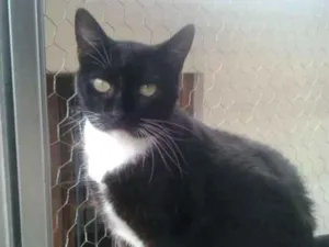 Gato raça Srd idade 2 anos nome Gigi