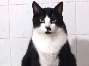 Gato raça Srd idade 3 anos nome Diego