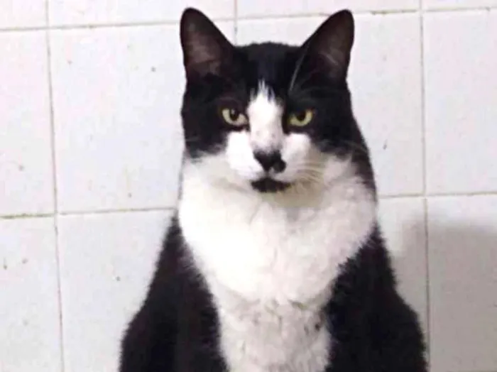 Gato ra a Srd idade 3 anos nome Diego