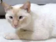 Pépe