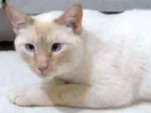 Gato raça Srd idade 1 ano nome Pépe