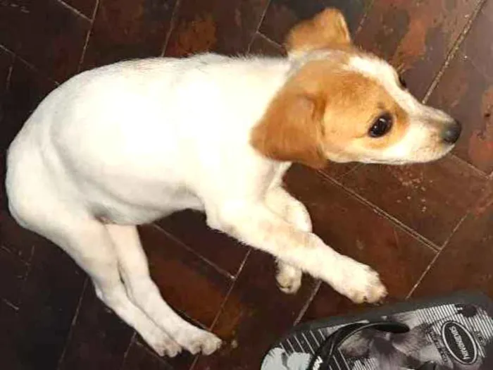 Cachorro ra a Indefinida idade 2 a 6 meses nome Sem nome