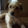 Greta