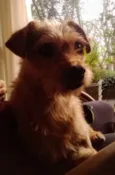 Greta