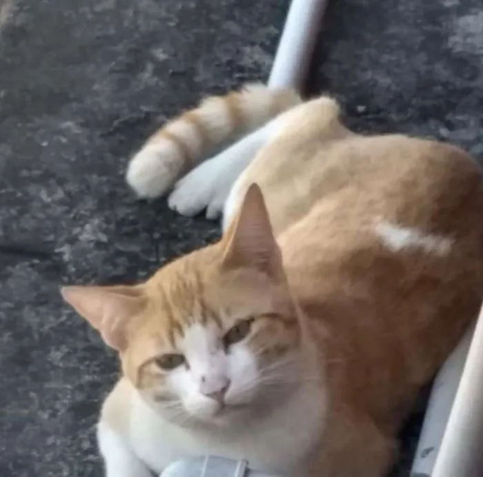 Gato ra a Srd idade 2 anos nome Garfield