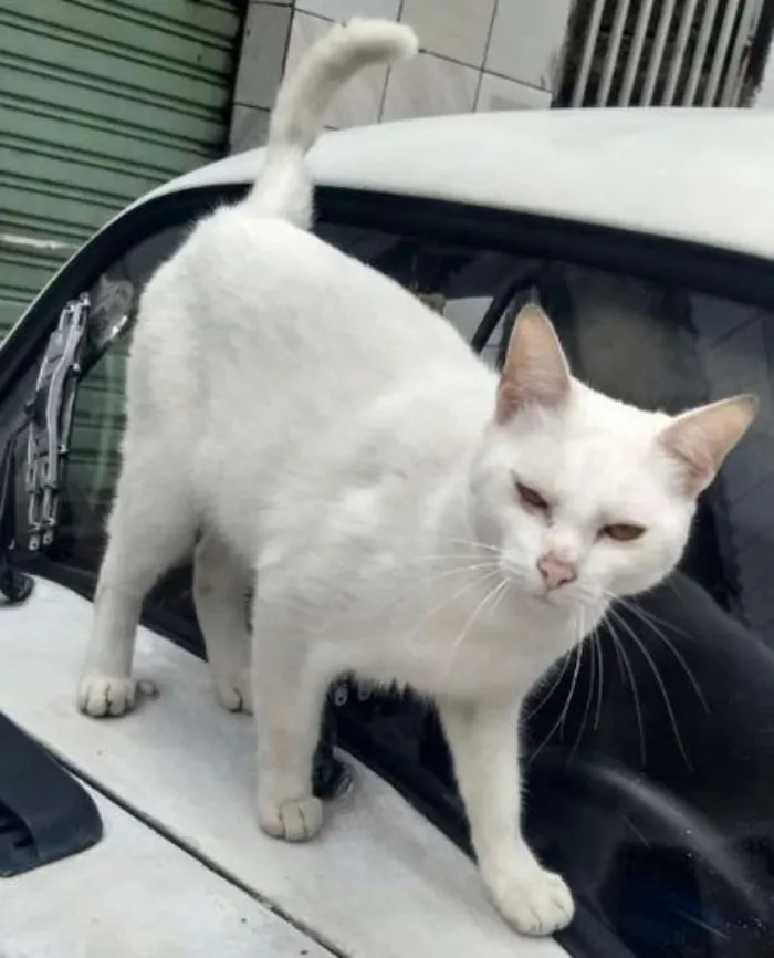 Gato ra a Srd idade 1 ano nome Pompom