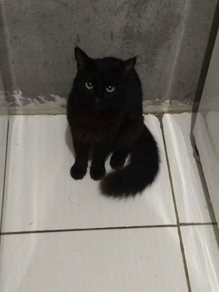 Gato ra a Srd idade 7 a 11 meses nome Lico