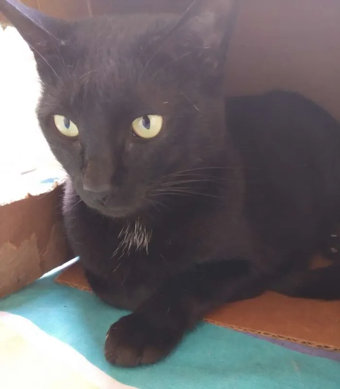 Gato raça Srd idade  nome A definir