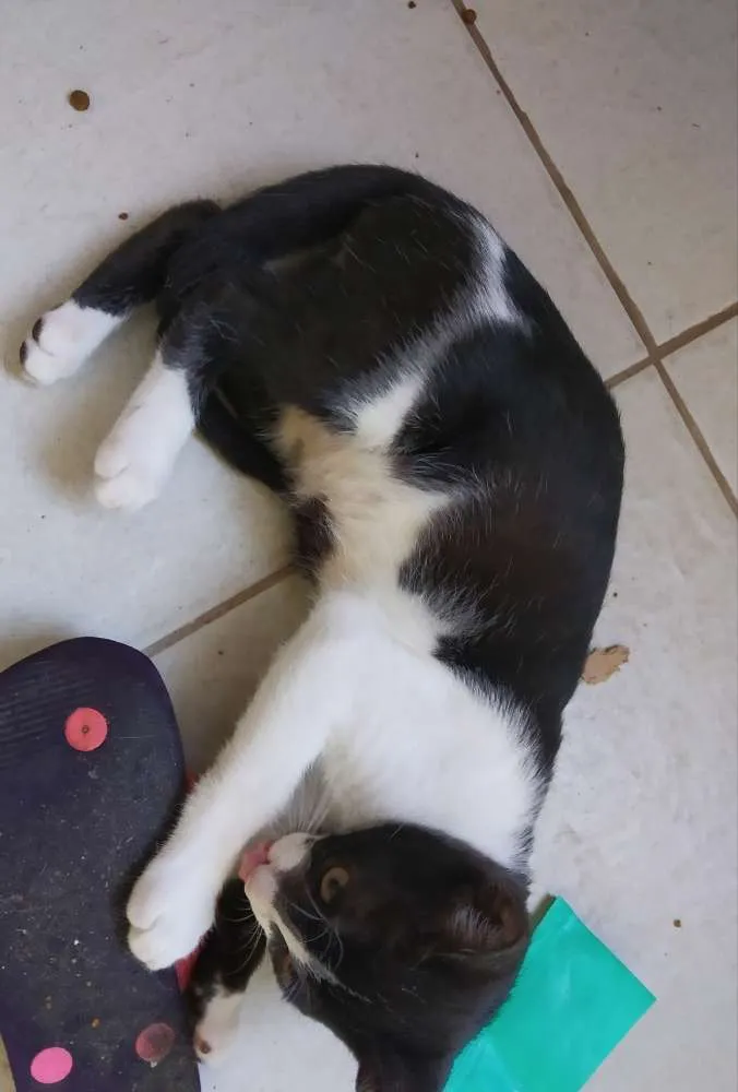Gato raça Srd idade  nome A definir