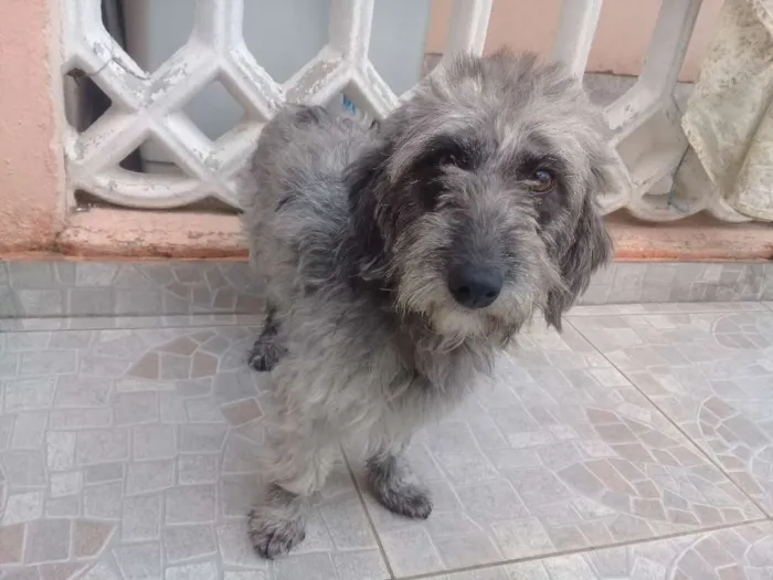 Cachorro ra a Poodle/ Baccet idade 1 ano nome Pompom