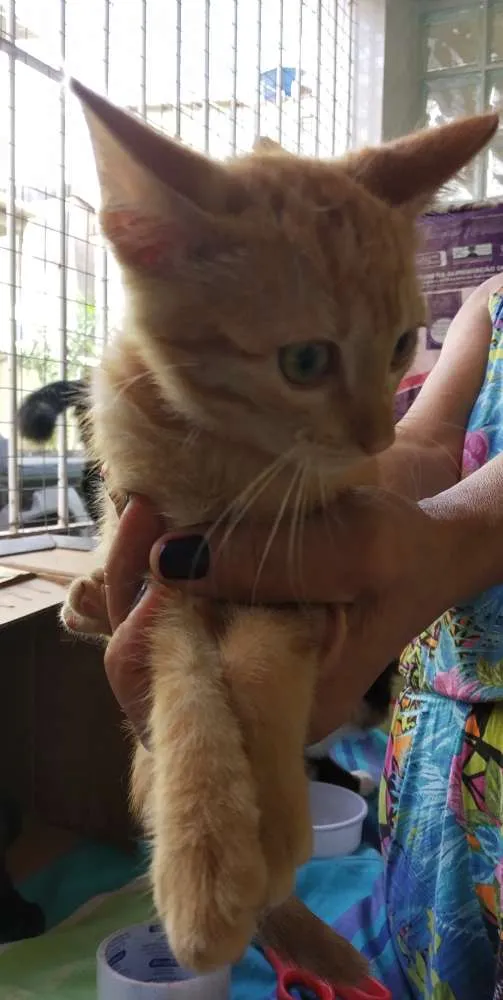 Gato raça Srd idade  nome A definir