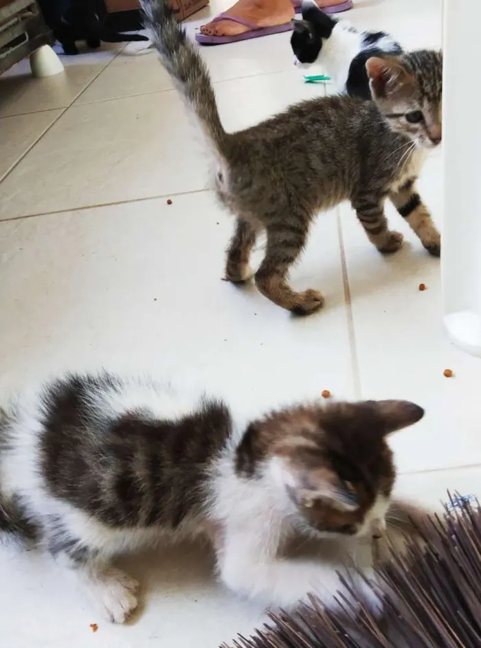 Gato raça Srd idade  nome A definir