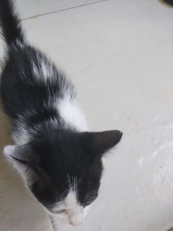 Gato raça Srd idade  nome A definir