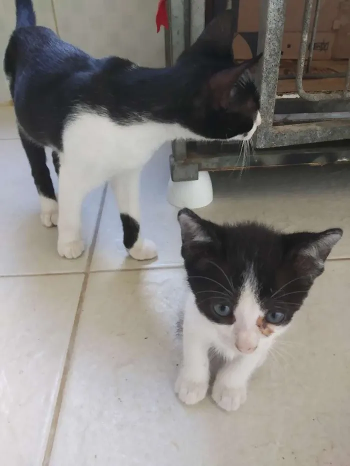 Gato raça Srd idade  nome A definir