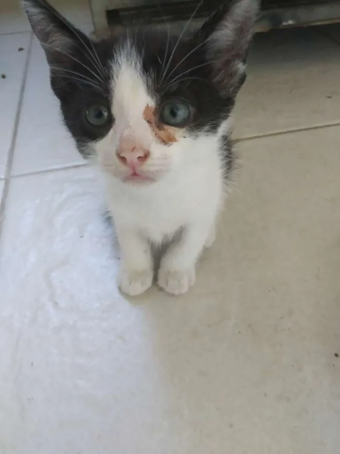 Gato raça Srd idade  nome A definir