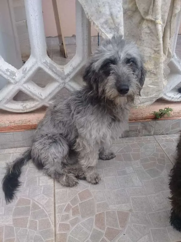 Cachorro ra a Poodle/ Baccet idade 1 ano nome Pompom