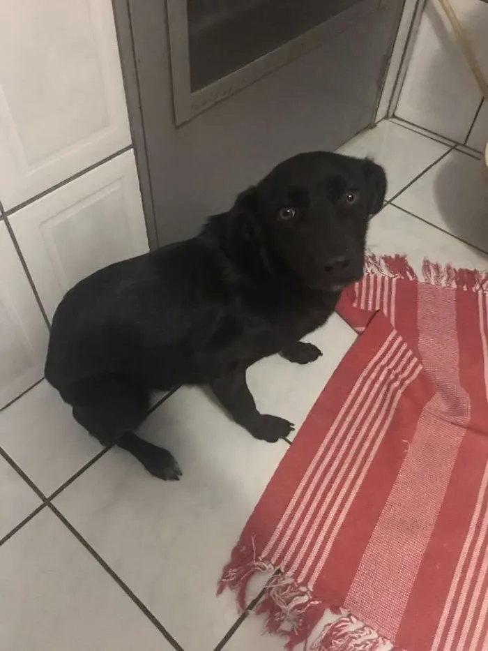 Cachorro ra a Não tem  idade 7 a 11 meses nome Akira 