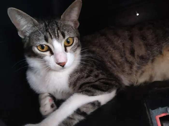Gato raça Srd idade  nome A definir