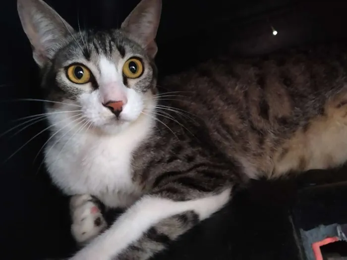 Gato raça Srd idade  nome A definir