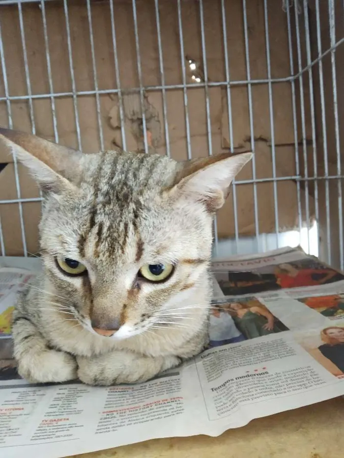 Gato raça Srd idade  nome A definir