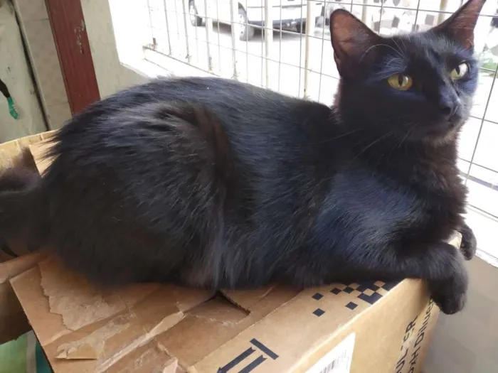 Gato raça Srd idade  nome A definir