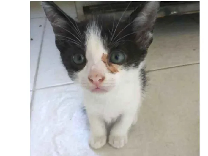 Gato raça Srd idade  nome A definir