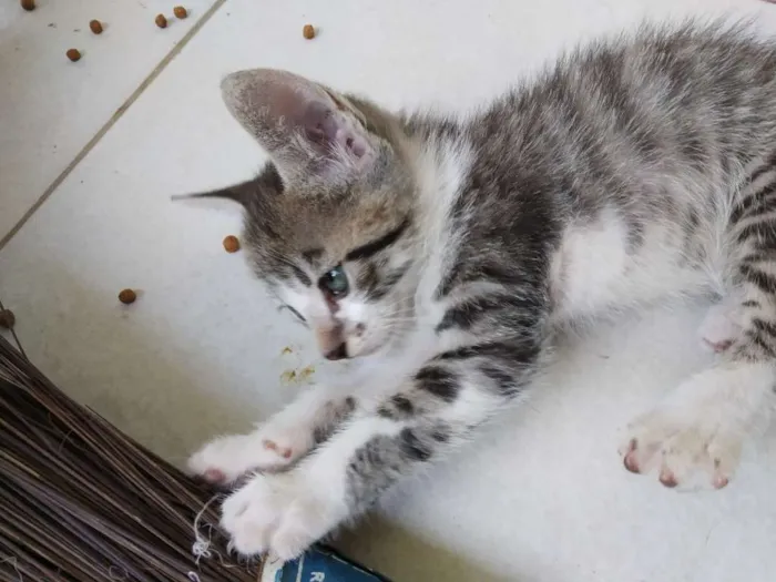 Gato raça Srd idade  nome A definir