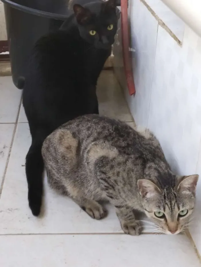 Gato raça Srd idade  nome A definir