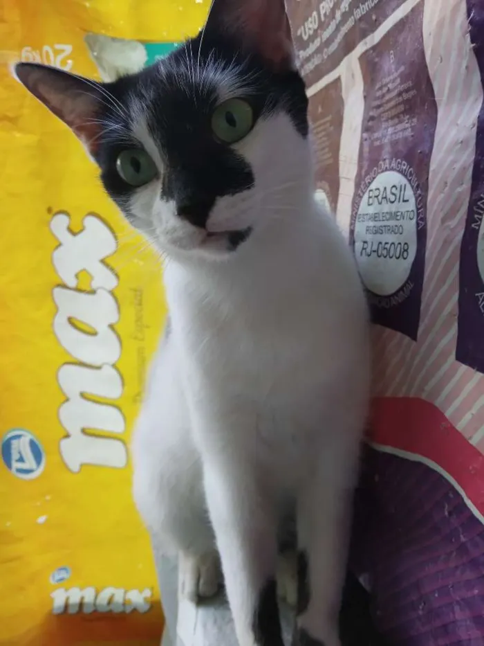 Gato raça Srd idade  nome A definir