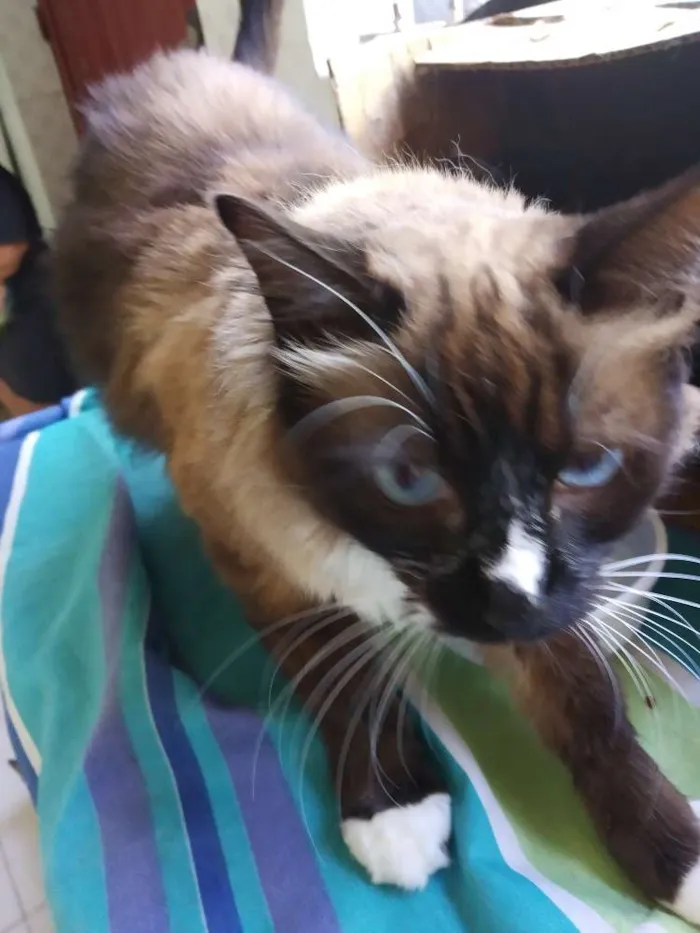 Gato raça Srd idade  nome A definir