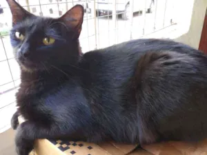 Gato raça Srd idade  nome A definir