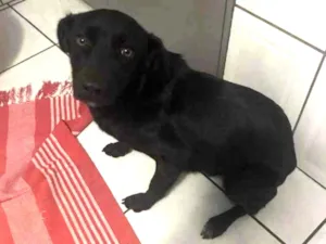 Cachorro raça Não tem  idade 7 a 11 meses nome Akira 