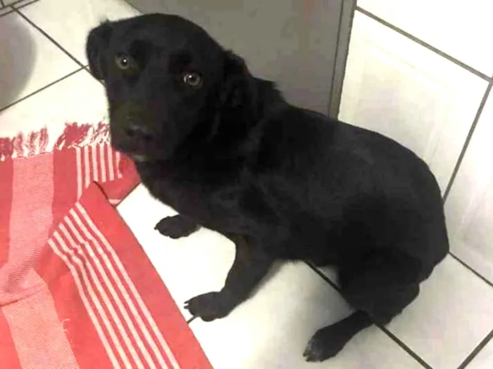 Cachorro ra a Não tem  idade 7 a 11 meses nome Akira 