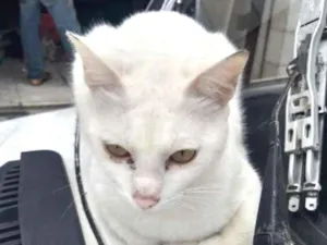 Gato raça Srd idade 1 ano nome Pompom