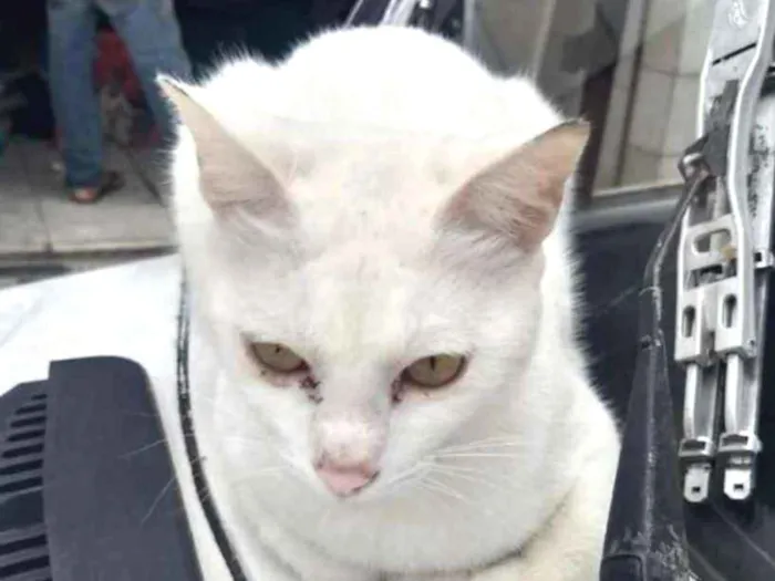 Gato ra a Srd idade 1 ano nome Pompom