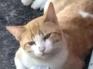 Gato raça Srd idade 2 anos nome Garfield