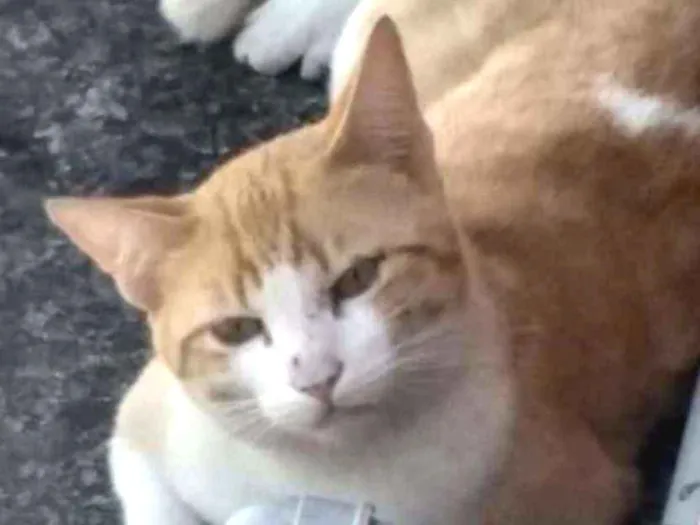 Gato ra a Srd idade 2 anos nome Garfield