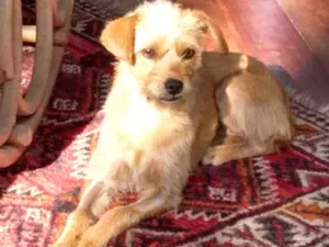 Cachorro raça SRD idade 1 ano nome Greta
