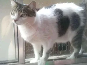 Gato raça Srd idade 2 anos nome Branquinho