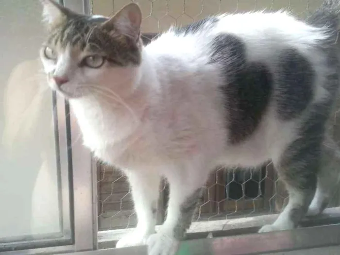 Gato raça Srd idade 2 anos nome Branquinho