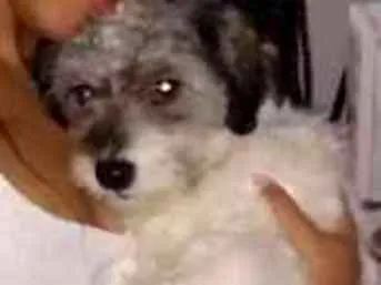 Cachorro ra a Ihasa misturado com viralata idade 1 ano nome Boby