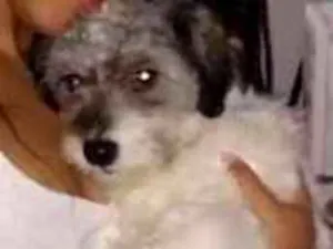 Cachorro raça Ihasa misturado com viralata idade 1 ano nome Boby