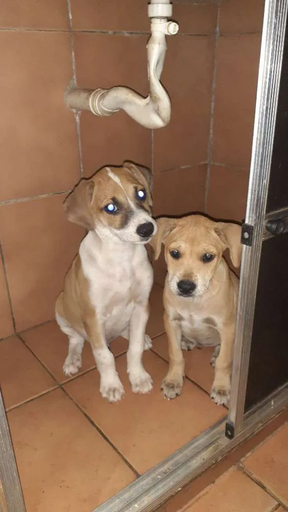 Cachorro ra a Viralata idade  nome Nao dei home ainda