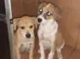 Nao dei home ainda
