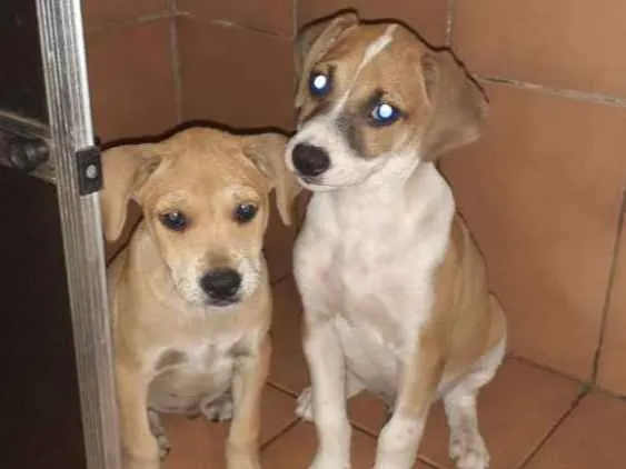 Cachorro ra a Viralata idade  nome Nao dei home ainda