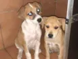 Nao dei home ainda